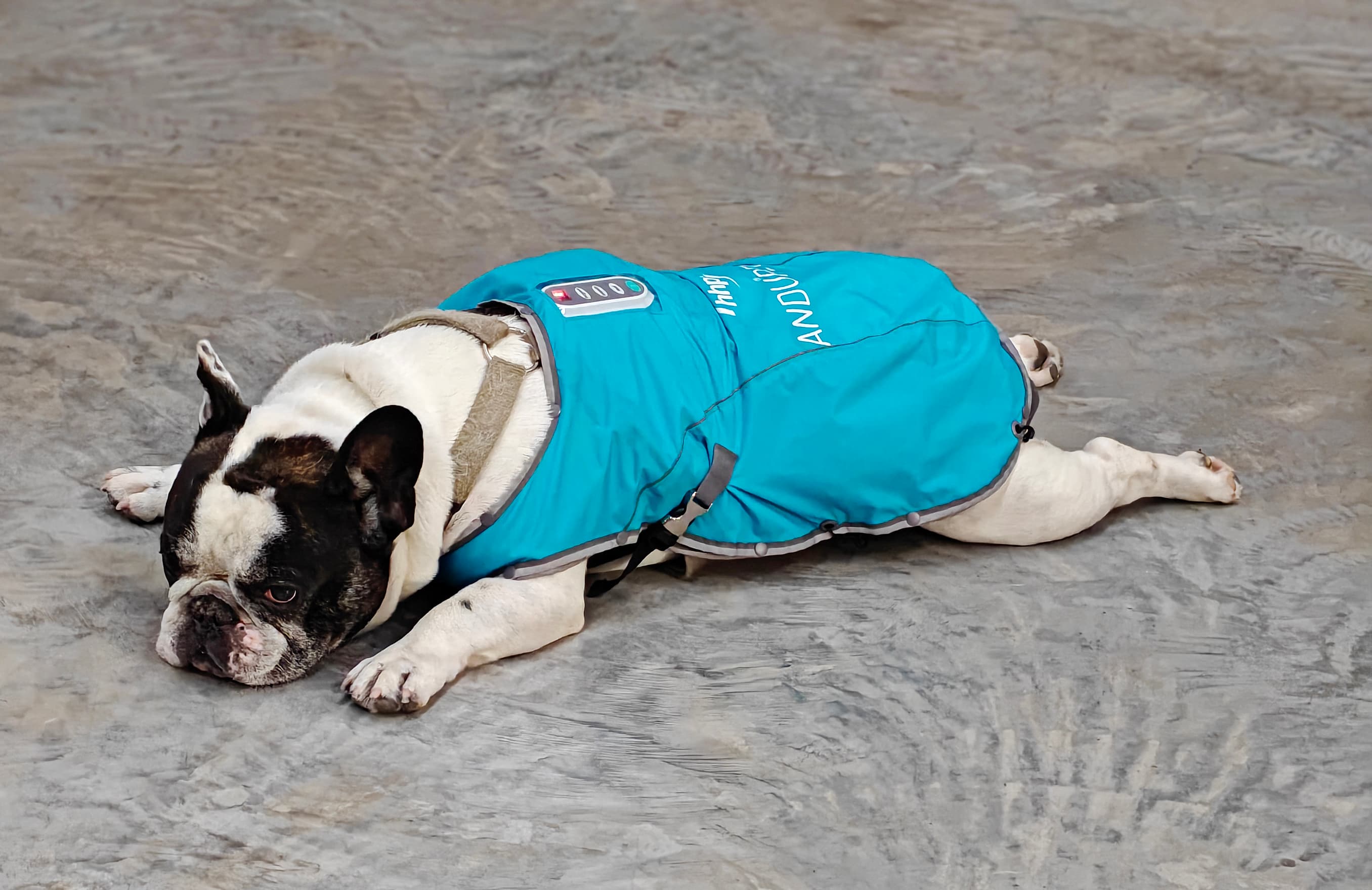 ANDUPET ProMassage Jacket op witte achtergrond